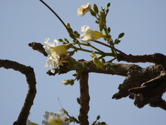 Radermachera xylocarpa
