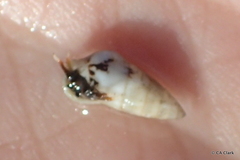 Cerithium egenum