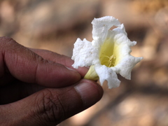 Radermachera xylocarpa