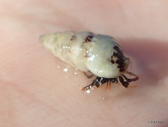 Cerithium egenum