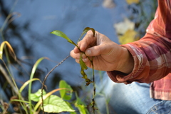Potamogeton gramineus