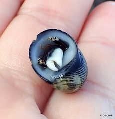 Calcinus laevimanus