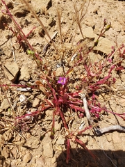 Calandrinia breweri