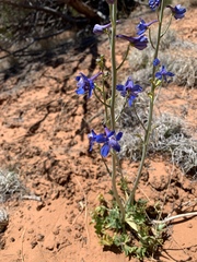 Delphinium scaposum
