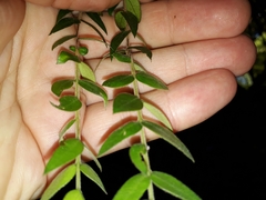 Metrosideros colensoi