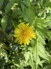 Taraxacum officinale