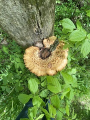 Cerioporus squamosus