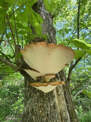 Cerioporus squamosus