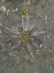 Plantago triandra