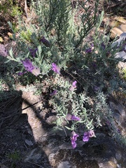 Lavandula stoechas
