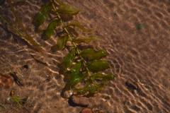 Potamogeton richardsonii