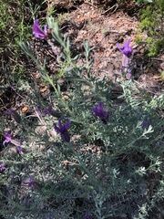 Lavandula stoechas