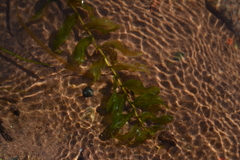 Potamogeton richardsonii