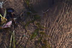 Potamogeton richardsonii