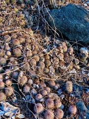 Mammillaria beneckei