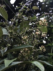 Oligactis sessiliflora