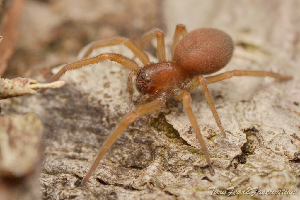 Pandava laminata