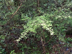 Coprosma microcarpa