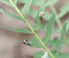 Eudiagogus rosenschoeldi