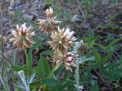 Trifolium longipes multipedunculatum