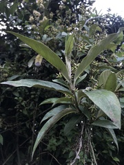 Oligactis sessiliflora