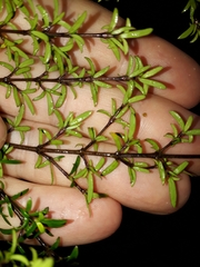 Coprosma microcarpa