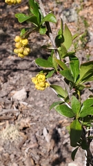 Berberis fendleri