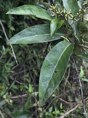 Oligactis sessiliflora