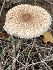 Macrolepiota bonaerensis