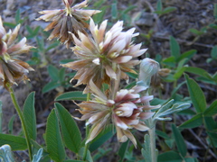 Trifolium longipes multipedunculatum