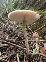 Macrolepiota bonaerensis