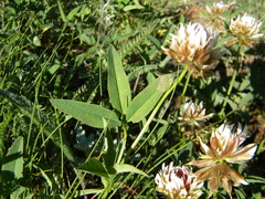 Trifolium longipes multipedunculatum
