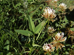 Trifolium longipes multipedunculatum