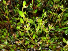 Gonocarpus montanus