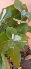 Calotropis procera