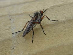 Empis nigricans