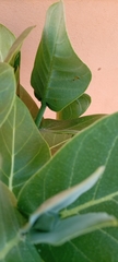 Calotropis procera image