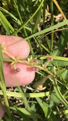 Galium virgatum