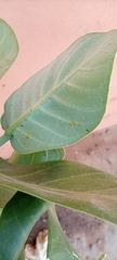 Calotropis procera