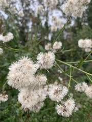 Baccharis racemosa