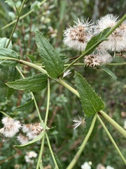 Baccharis racemosa