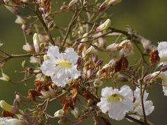 Radermachera xylocarpa