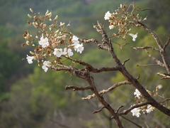 Radermachera xylocarpa