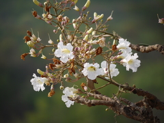 Radermachera xylocarpa