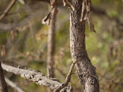 Radermachera xylocarpa