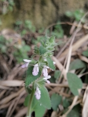 Stachys harkerae