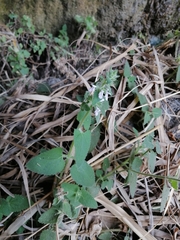 Stachys harkerae