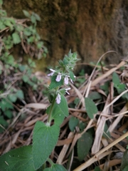 Stachys harkerae