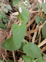 Stachys harkerae