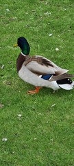 Anas platyrhynchos
